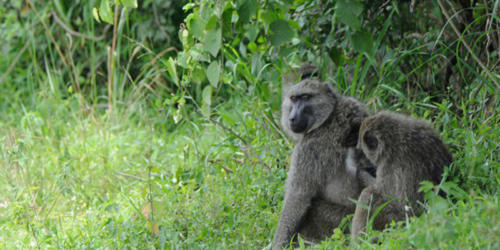 Baboons