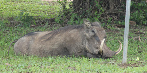 Common warthog