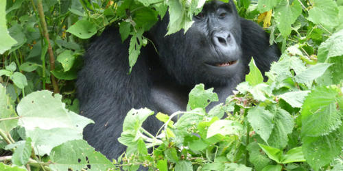 Gorilla in Volcanoe