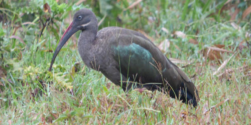 Hadada ibis