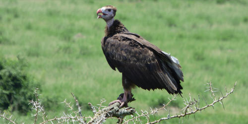 Hooded Vulture