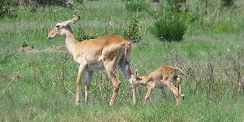 impala