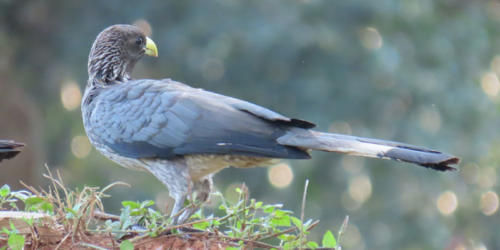 Eastern-Plantain-Eater