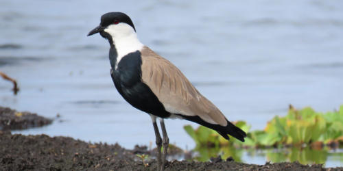 Spur-winged Lapwing