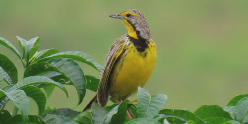 Yellow-throated Long-crow